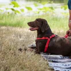 Frisco Outdoor Solid Textured Waterproof Stink Proof PVC Harness, Sunset Orage, Large, Neck: 19 to 27-in, Girth: 23 to 36-in + Dog Leash, Sunset Orange, LG - Length: 6-ft, Width: 1-in 16 Frisco Outdoor Solid Textured Waterproof Stink Proof PVC Harness, Sunset Orage, Large, Neck: 19 to 27-in, Girth: 23 to 36-in + Dog Leash, Sunset Orange, LG - Length: 6-ft, Width: 1-in -FRISCO Sales 319372 PT5. SY630 V1631149311