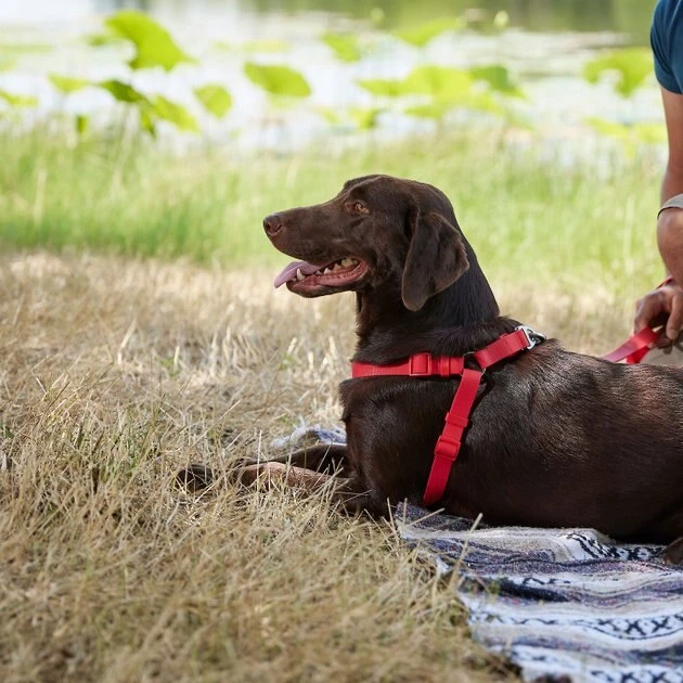 Frisco Outdoor Solid Textured Waterproof Stink Proof PVC Harness, Sunset Orage, Large, Neck: 19 to 27-in, Girth: 23 to 36-in + Dog Leash, Sunset Orange, LG - Length: 6-ft, Width: 1-in 8 Frisco Outdoor Solid Textured Waterproof Stink Proof PVC Harness, Sunset Orage, Large, Neck: 19 to 27-in, Girth: 23 to 36-in + Dog Leash, Sunset Orange, LG - Length: 6-ft, Width: 1-in - Image 6