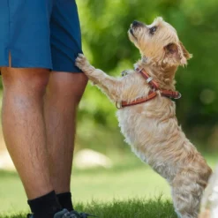 Frisco Outdoor Two Tone Waterproof Stinkproof PVC Harness, Flamepoint Orange, Medium, Neck: 16 to 22-in, Girth: 19 to 29-in + Dog Collar, Flamepoint Orange, Medium - Neck: 14½-20-in, Width: 3/4-in -FRISCO Sales 319382 PT4. SY630 V1631149607