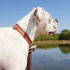 Frisco Outdoor Two Tone Waterproof Stinkproof PVC Harness, Flamepoint Orange, Medium, Neck: 16 to 22-in, Girth: 19 to 29-in + Dog Collar, Flamepoint Orange, Medium - Neck: 14½-20-in, Width: 3/4-in -FRISCO Sales 319382 PT8. SY630 V1631139996