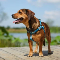Frisco Outdoor Two Tone Waterproof Stinkproof PVC Harness, River Blue, Medium, Neck: 16 to 22-in, Girth: 19 to 29-in + Dog Collar, River Blue, Medium - Neck: 14½-20-in, Width: 3/4-in 15 Frisco Outdoor Two Tone Waterproof Stinkproof PVC Harness, River Blue, Medium, Neck: 16 to 22-in, Girth: 19 to 29-in + Dog Collar, River Blue, Medium - Neck: 14½-20-in, Width: 3/4-in -FRISCO Sales 319392 PT4. SY630 V1631145400