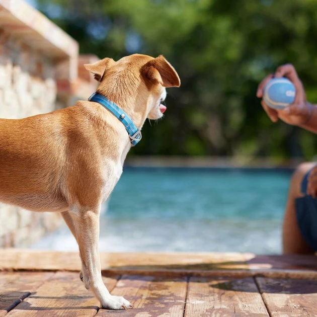 Frisco Outdoor Two Tone Waterproof Stinkproof PVC Harness, River Blue, Small, Neck: 14 to 19-in, Girth: 16 to 23-in + Dog Collar, River Blue, Small - Neck: 10½-14-in, Width: 5/8-in 11 Frisco Outdoor Two Tone Waterproof Stinkproof PVC Harness, River Blue, Small, Neck: 14 to 19-in, Girth: 16 to 23-in + Dog Collar, River Blue, Small - Neck: 10½-14-in, Width: 5/8-in - Image 9