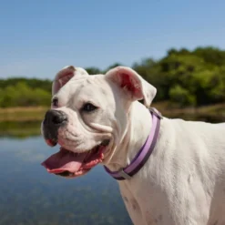 Frisco Outdoor Two Tone Waterproof Stinkproof PVC Harness, Shadow Purple, Medium, Neck: 16 to 22-in, Girth: 19 to 29-in + Dog Collar, Boysenberry Purple, Medium - Neck: 14½-20-in, Width: 3/4-in 19 Frisco Outdoor Two Tone Waterproof Stinkproof PVC Harness, Shadow Purple, Medium, Neck: 16 to 22-in, Girth: 19 to 29-in + Dog Collar, Boysenberry Purple, Medium - Neck: 14½-20-in, Width: 3/4-in -FRISCO Sales 319402 PT8. SY630 V1631138182