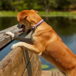 Frisco Outdoor Two Tone Waterproof Stinkproof PVC Harness, Shadow Purple, Small, Neck: 14 to 19-in, Girth: 16 to 23-in + Dog Collar, Boysenberry Purple, Small - Neck: 10½-14-in, Width: 5/8-in -FRISCO Sales 319404 PT8. SY630 V1631157698