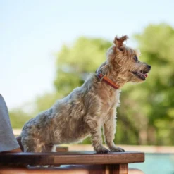 Frisco Outdoor Two Toned Waterproof Stink Proof PVC Collar, Flamepoint Orange, Extra Small, Neck: 8-12-in, Width: 5/8th -in + Dog Leash, Sunset Orange, Small - Length: 6-ft, Width: 5/8-in 14 Frisco Outdoor Two Toned Waterproof Stink Proof PVC Collar, Flamepoint Orange, Extra Small, Neck: 8-12-in, Width: 5/8th -in + Dog Leash, Sunset Orange, Small - Length: 6-ft, Width: 5/8-in -FRISCO Sales 319418 PT4. SY630 V1631140608