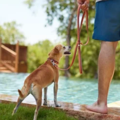 Frisco Outdoor Two Toned Waterproof Stink Proof PVC Collar, Flamepoint Orange, Large, Neck: 18 ½ 26-in, Width: 1-in + Dog Leash, Sunset Orange, Large - Length: 6-ft, Width: 1-in 17 Frisco Outdoor Two Toned Waterproof Stink Proof PVC Collar, Flamepoint Orange, Large, Neck: 18 ½ 26-in, Width: 1-in + Dog Leash, Sunset Orange, Large - Length: 6-ft, Width: 1-in -FRISCO Sales 319420 PT7. SY630 V1631156172
