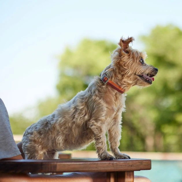 Frisco Outdoor Two Toned Waterproof Stink Proof PVC Collar, Flamepoint Orange, Small - Neck: 10½14-in, Width: 5/8-in + Dog Leash, Sunset Orange, Small - Length: 6-ft, Width: 5/8-in 7 Frisco Outdoor Two Toned Waterproof Stink Proof PVC Collar, Flamepoint Orange, Small - Neck: 10½14-in, Width: 5/8-in + Dog Leash, Sunset Orange, Small - Length: 6-ft, Width: 5/8-in - Image 5