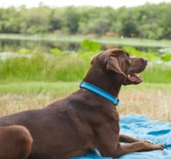 Frisco Outdoor Two Toned Waterproof Stink Proof PVC Collar, River Blue, Medium - Neck: 14½20-in, Width: 3/4-in + Dog Leash, River Blue, Medium - Length: 6-ft, Width: 3/4-in 14 Frisco Outdoor Two Toned Waterproof Stink Proof PVC Collar, River Blue, Medium - Neck: 14½20-in, Width: 3/4-in + Dog Leash, River Blue, Medium - Length: 6-ft, Width: 3/4-in -FRISCO Sales 319430 PT4. SY630 V1631155898