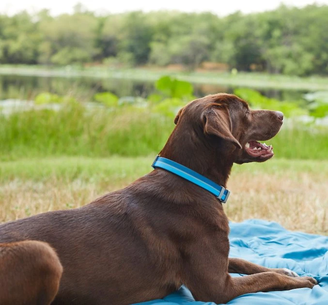Frisco Outdoor Two Toned Waterproof Stink Proof PVC Collar, River Blue, Medium - Neck: 14½20-in, Width: 3/4-in + Dog Leash, River Blue, Medium - Length: 6-ft, Width: 3/4-in 7 Frisco Outdoor Two Toned Waterproof Stink Proof PVC Collar, River Blue, Medium - Neck: 14½20-in, Width: 3/4-in + Dog Leash, River Blue, Medium - Length: 6-ft, Width: 3/4-in - Image 5
