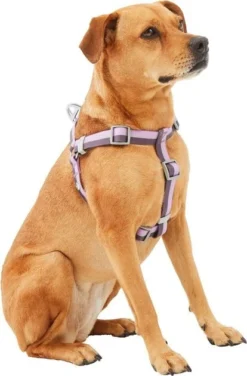 Frisco Outdoor Two Toned Waterproof Stink Proof PVC Leash, Boysenberry Purple, Medium - Length: 6-ft, Width: 3/4-in + Dog Harness, Shadow Purple, Medium, Neck: 16 to 22-in, Girth: 19 to 29-in -FRISCO Sales 319436 PT5. SY630 V1631139103