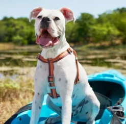Frisco Outdoor Two Toned Waterproof Stink Proof PVC Leash, Sunset Orange, Large - Length: 6-ft, Width: 1-in + Dog Harness, Flamepoint Orange, Large, Neck: 19 to 27-in, Girth: 23 to 36-in -FRISCO Sales 319446 PT8. SY630 V1631144472