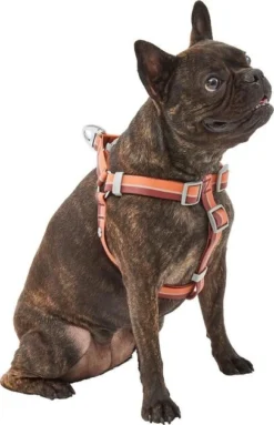 Frisco Outdoor Two Toned Waterproof Stink Proof PVC Leash, Sunset Orange, Medium - Length: 6-ft, Width: 3/4-in + Dog Harness, Flamepoint Orange, Medium, Neck: 16 to 22-in, Girth: 19 to 29-in -FRISCO Sales 319448 PT5. SY630 V1631146290