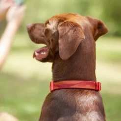 Frisco Outdoor Woven Jacquard Nylon Dog Collar, Flamepoint Orange, Large, Neck: 18 -26-in, Width: 1-in + Ultra Reflective Rope Leash With Padded Handle, Sunset Orange, 6 - ft -FRISCO Sales 319462 PT4. SY630 V1631142997