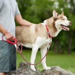 Frisco Outdoor Woven Jacquard Nylon Dog Collar, Flamepoint Orange, Large, Neck: 18 -26-in, Width: 1-in + Ultra Reflective Rope Leash With Padded Handle, Sunset Orange, 6 - ft -FRISCO Sales 319462 PT8. SY630 V1631151079