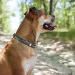 Frisco Outdoor Woven Jacquard Nylon Dog Collar, Forest Green, Large, Neck: 18 -26-in, Width: 1-in + Ultra Reflective Rope Leash With Padded Handle, Stone Gray, 6 - ft 15 Frisco Outdoor Woven Jacquard Nylon Dog Collar, Forest Green, Large, Neck: 18 -26-in, Width: 1-in + Ultra Reflective Rope Leash With Padded Handle, Stone Gray, 6 - ft -FRISCO Sales 319470 PT4. SY630 V1631147489