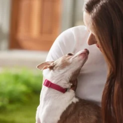 Frisco Jacquard Webbing Dog Collar -FRISCO Sales 324415 PT8. SY630 V1642195213