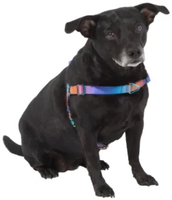 Frisco Purple Ombre Style Dog Harness -FRISCO Sales 324526 PT2. SY630 V1642519692