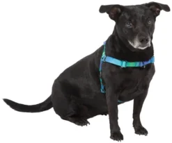 Frisco Green Ombre Style Dog Harness -FRISCO Sales 324531 PT2. SY630 V1642519055