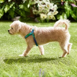 Frisco Green Ombre Style Dog Harness -FRISCO Sales 324531 PT4. SY630 V1642519509