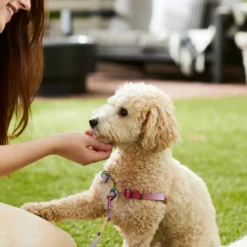 Frisco Pink Ombre Style Dog Harness -FRISCO Sales 324536 PT4. SY630 V1642519596