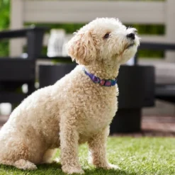 Frisco Purple Ombre Style Dog Collar 10 Frisco Purple Ombre Style Dog Collar -FRISCO Sales 324541 PT3. SY630 V1642519333