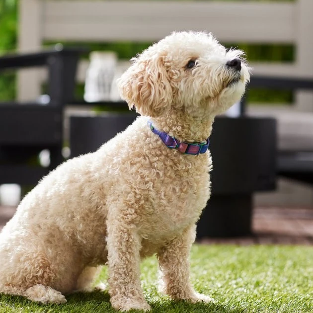 Frisco Purple Ombre Style Dog Collar 6 Frisco Purple Ombre Style Dog Collar - Image 4