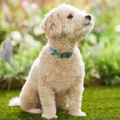 Frisco Green Ombre Style Dog Collar -FRISCO Sales 324546 PT3. SY630 V1642519468