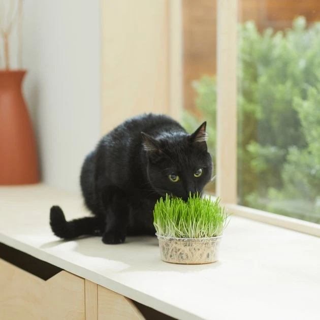 Frisco Natural Cat Grass Growing Kit 4 Frisco Natural Cat Grass Growing Kit - Image 2