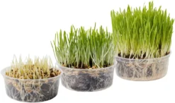Frisco Natural Cat Grass Growing Kit 10 Frisco Natural Cat Grass Growing Kit -FRISCO Sales 325885 PT4. SY630 V1640626938
