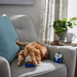 Frisco Father's Day Card Felt Cat Toy with Catnip, 2 count 9 Frisco Father's Day Card Felt Cat Toy with Catnip, 2 count -FRISCO Sales 327029 PT3. SY630 V1648667305