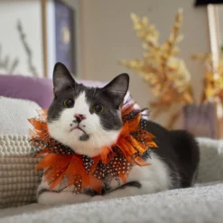 Frisco Cat Collar Ruffle Costume Accessory, One Size -FRISCO Sales 334842 PT7. SY630 V1657656879
