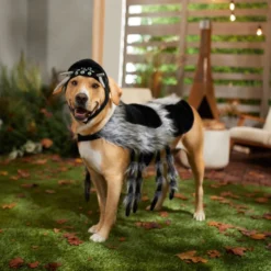Frisco Spider Dog & Cat Costume -FRISCO Sales 335012 PT7. SY630 V1658150712