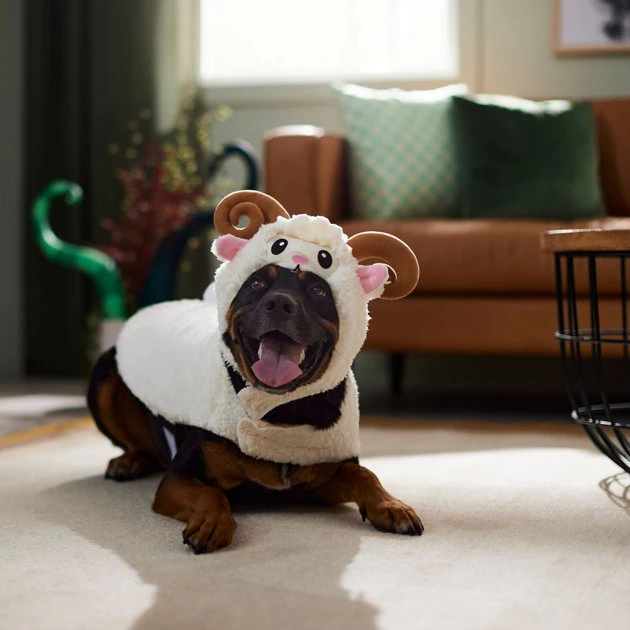 Frisco Sheep Dog & Cat Costume 9 Frisco Sheep Dog & Cat Costume - Image 7