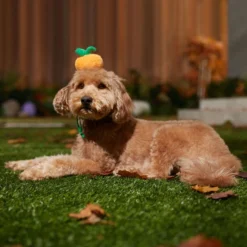 Frisco Pumpkin Headband Dog & Cat Costume Accessory -FRISCO Sales 335090 PT6. SY630 V1657731261