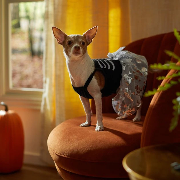 Frisco Silver Metallic Skull Dog & Cat Dress 8 Frisco Silver Metallic Skull Dog & Cat Dress - Image 6